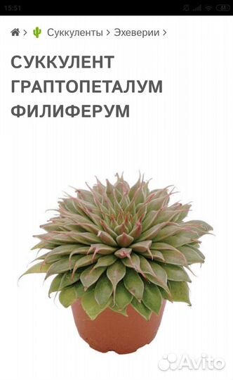 Суккулент Эхеверия