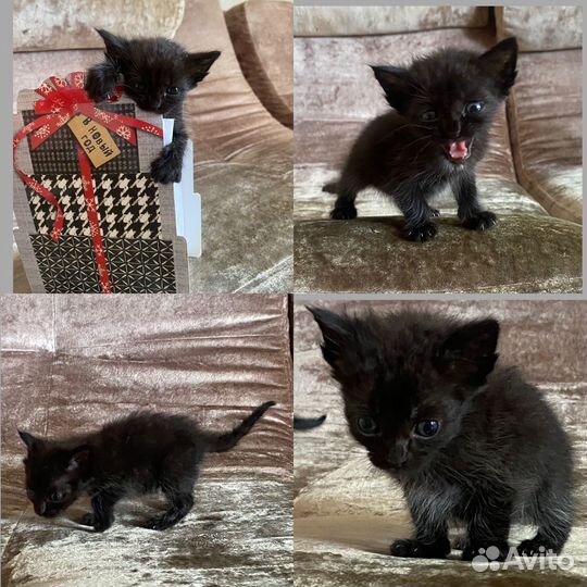 Отдам в добрые руки маленьких котят
