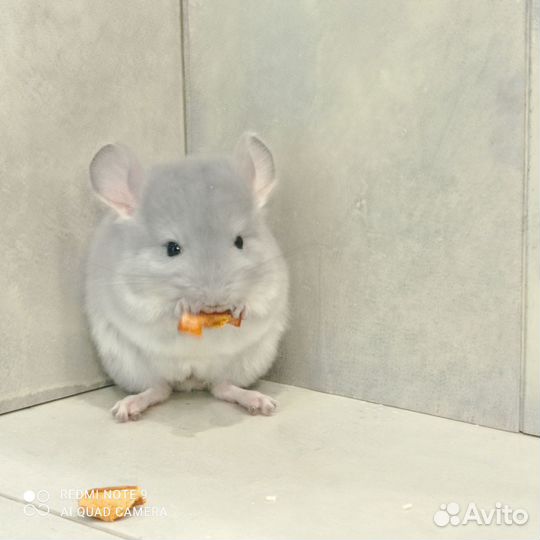 Шиншилла голубой бриллиант носитель ангоры