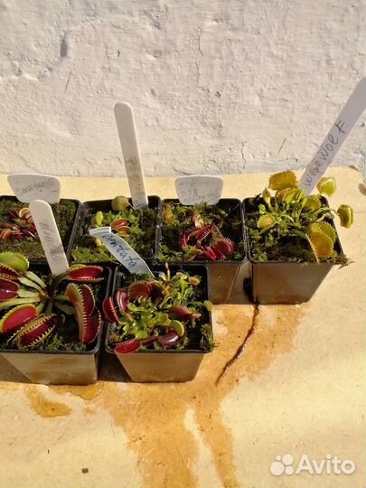 Венерины мухоловки сортовые