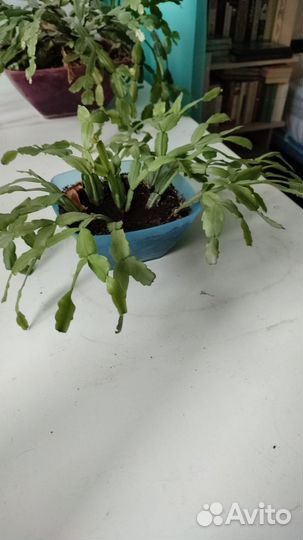 Декабрист, комнатное растение