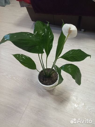 Спатифиллум