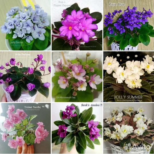 Полумини, сортовые фиалки