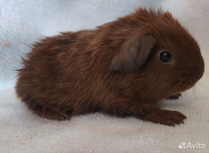 Калифорния+ Селф девочка морская свинка