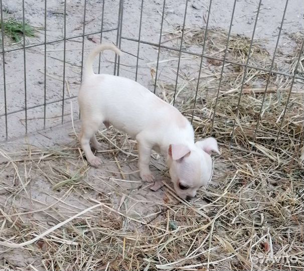 Мальчишки чихуахуа