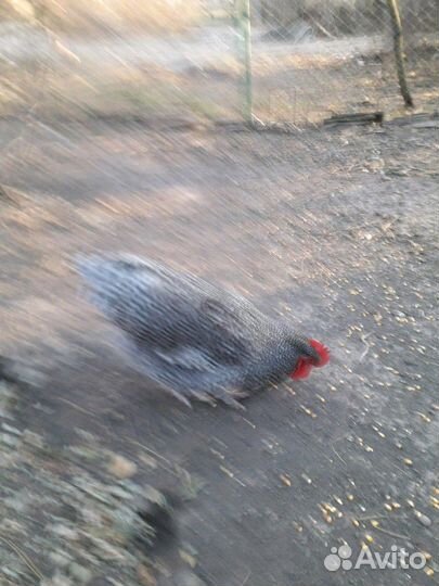 Петухи породные