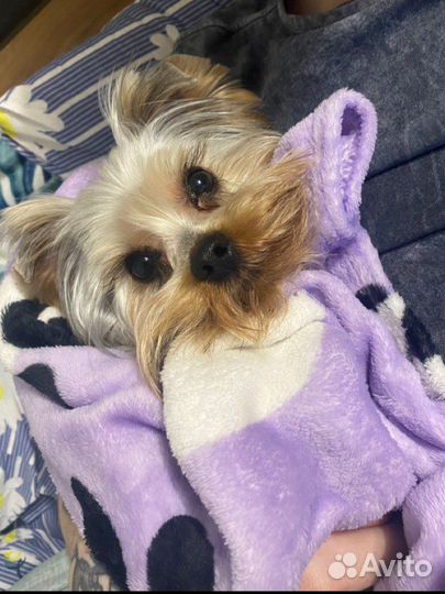 Йоркширский терьер вязка