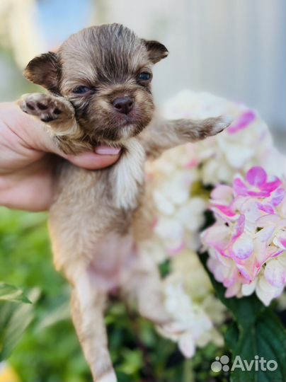 Чихуахуа мини