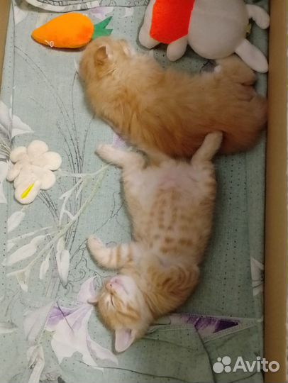 Миленькая девочка ищет дом