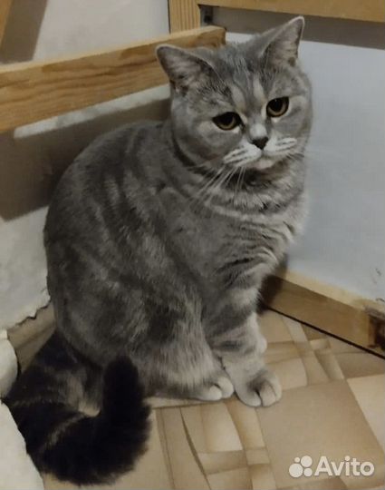 Британская кошка
