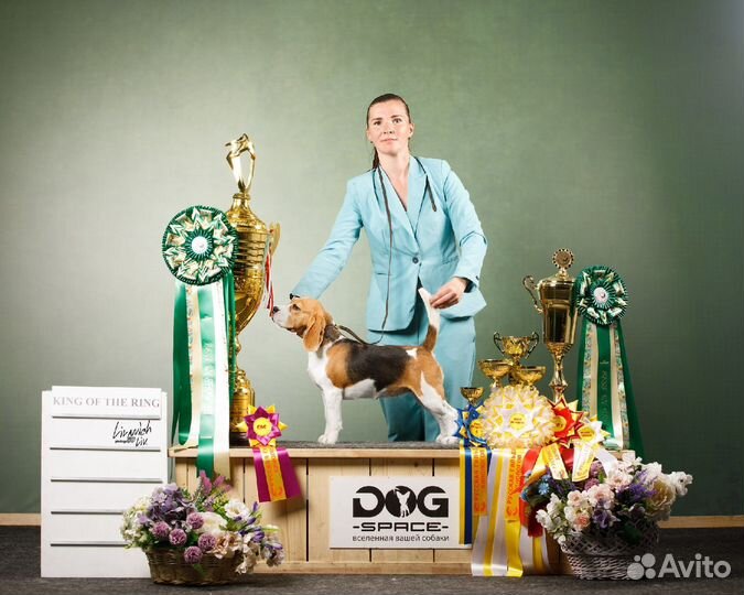 Бигль Щенки. Открыта запись