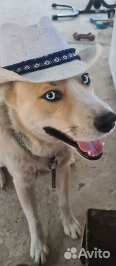 Кавалер для вязки