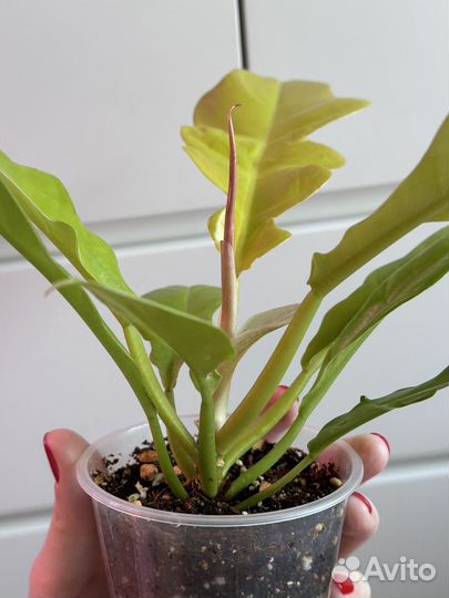 Филодендрон Голден Крокодил