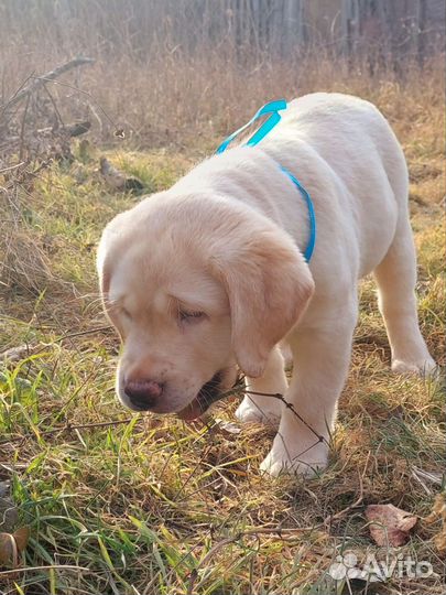Щенки лабрадора