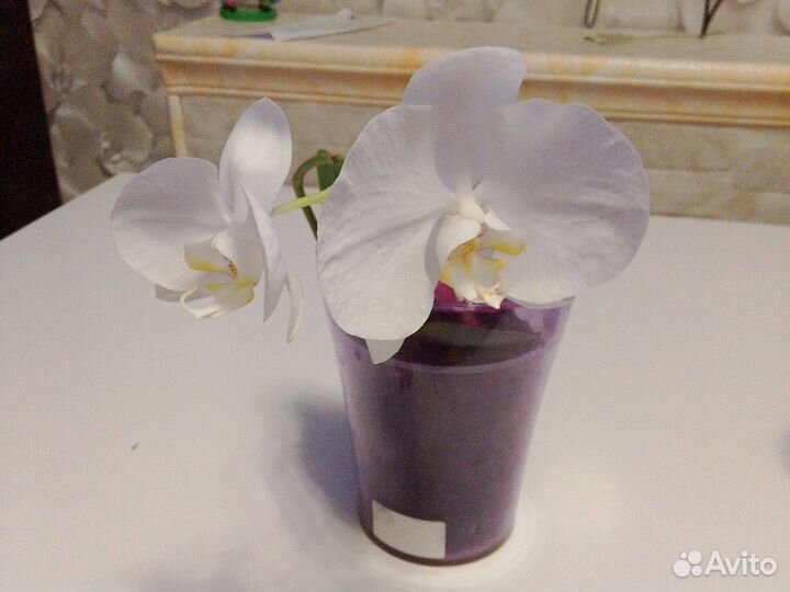 Орхидея