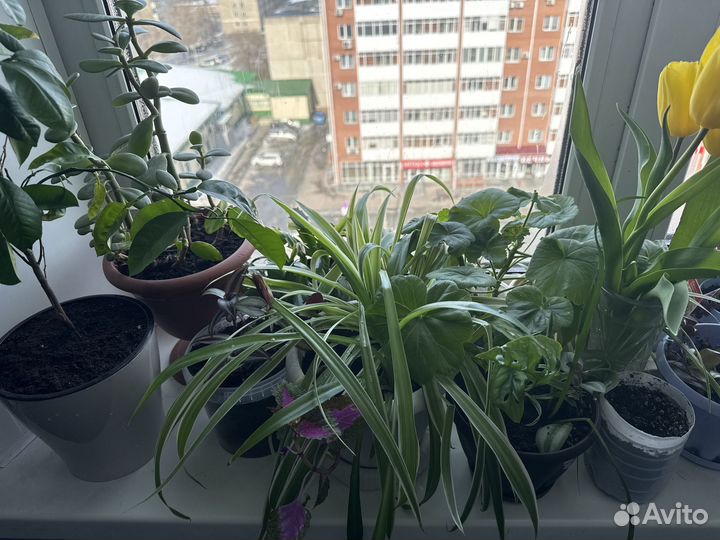 Цветы растения комнатные