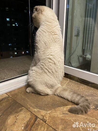 Скоттиш фолд, вязка