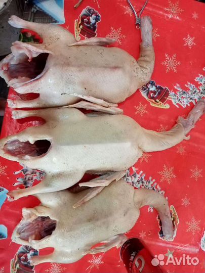 Мясо домашней птицы