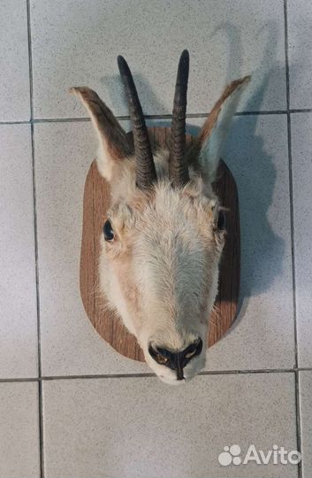 Чучело серны