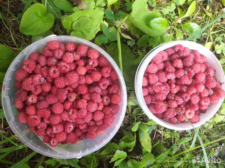 Лесная малина