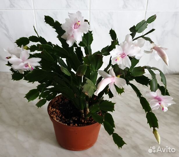 Декабрист, фуксия, Зербина, фиалка