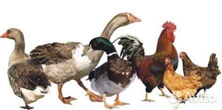 Корма для с/х птицы