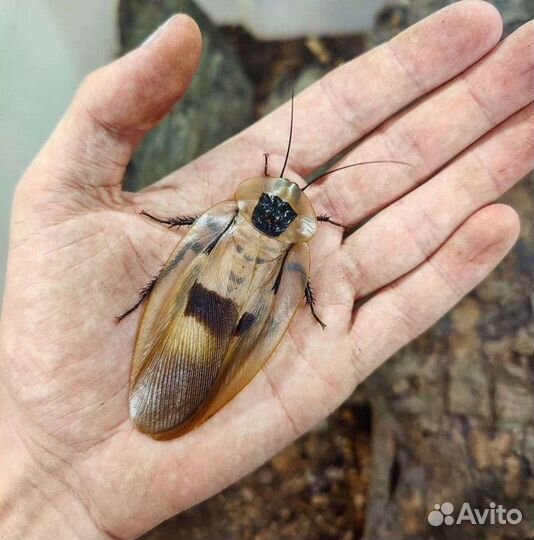 Гигантский таракан blaberus giganteus