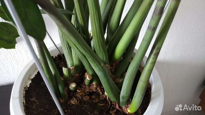 Замиокулькас