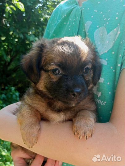 Щенок 2 мес., девочка отдам в добрые руки