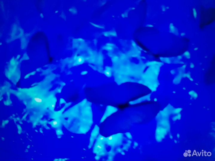 Коралл балянус