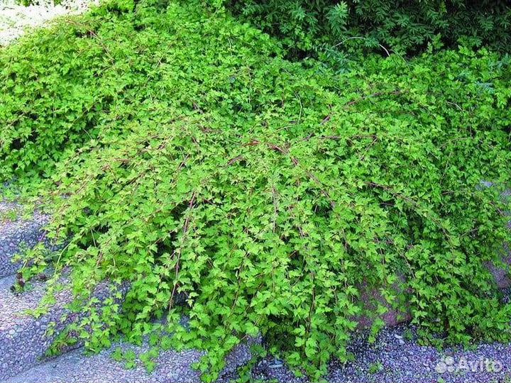 Стефанандра, Традесканция, Анемона японская