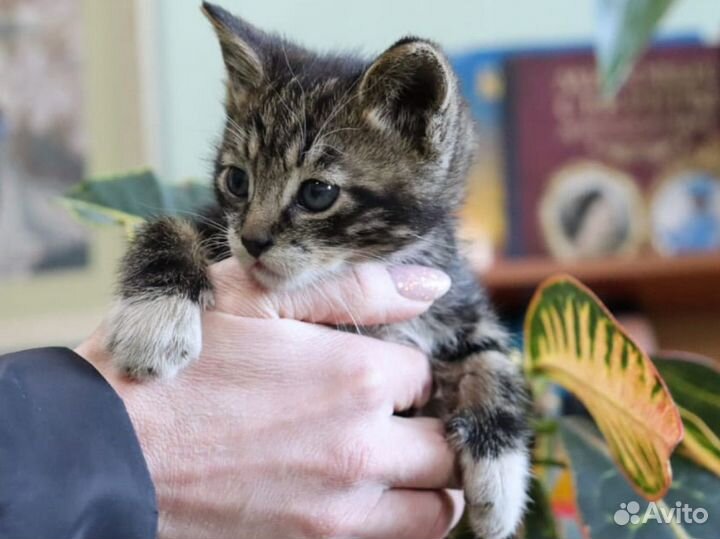 Котята в добрые руки даром