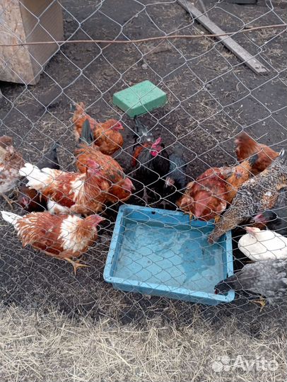 Молодые петухи