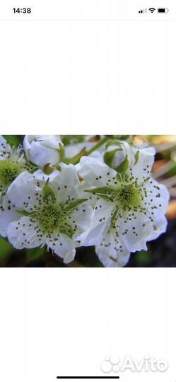 Ежевика торнфри саженцы