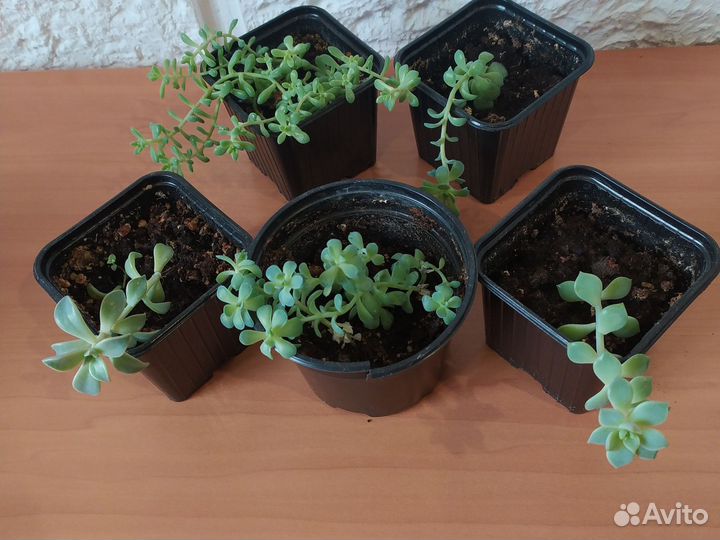 Редкие суккуленты