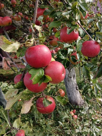 Яблоки домашние