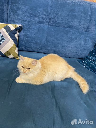 Кошка в дар