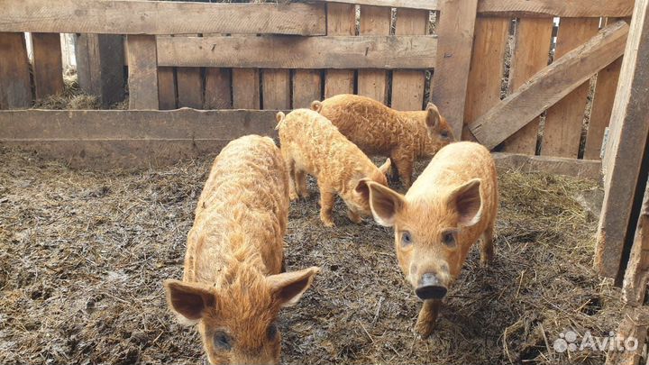 Поросята Венгерской мангалицы