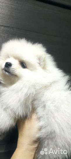 Щенки померанского шпица