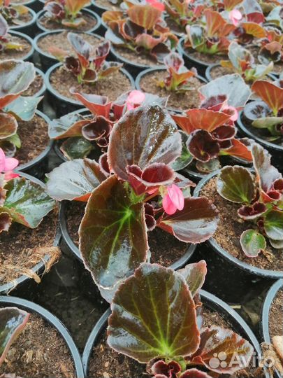 Бархатцы, Петунья, Агератум, Колеусы