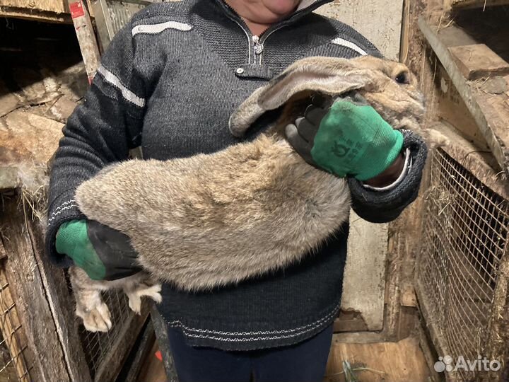 Фландер кролы