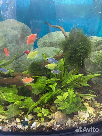 Аквариум