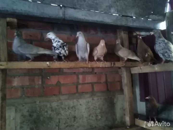 Голуби бакинские. молодежь