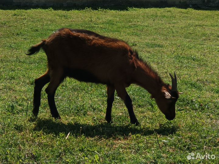 Чешские козы с козлятами