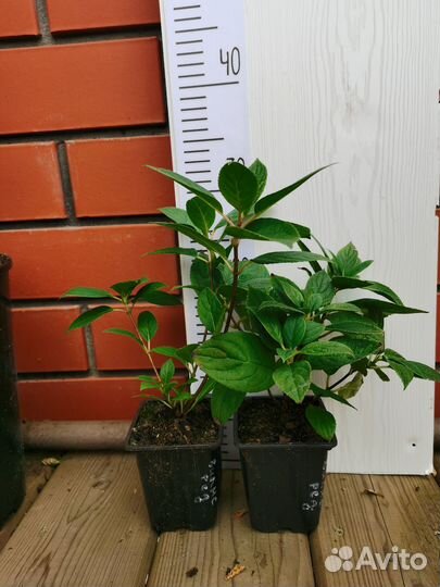 Гортензии метельчатые