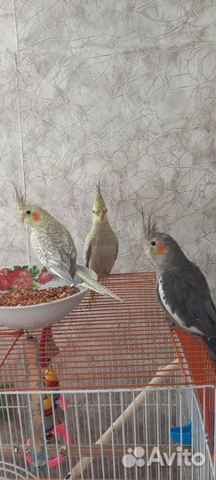 Попугай корелла Нимфа