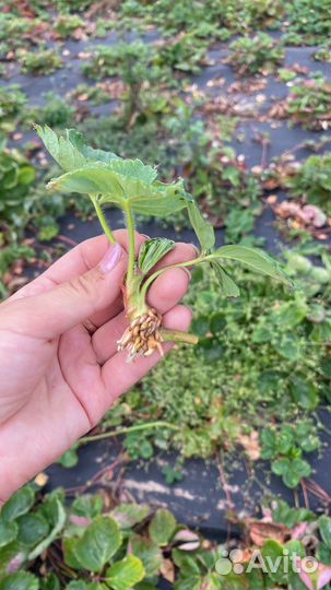 Рассада клубники Азия, Альба, Брилла, Сирия