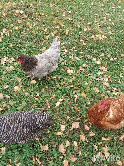 Куры молодки несушки