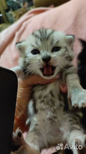 Шотландские котята