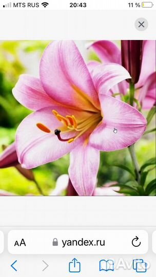 Лилии крупные цветущие